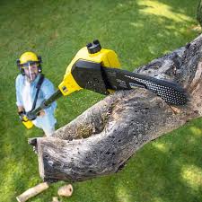 Castroville, TX Tree Removal Company